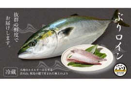 【鹿児島産ぶり】900g以上 冷蔵・ぶり皮無ロイン（背腹計2ｐ）
