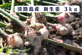 旬到来！新生姜3kg【淡路島が育んだ体と心のスパイス！】愛情込めた自社農園の新生姜