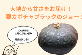 【通常サイズ】栗のように甘くてホクホク！黒い宝玉・ブラックのジョー！栗カボチャ【数量限定】１個1.5ｋｇ以上の使いやすいサイズを厳選してお届け！年末年始はかぼちゃを食卓に！