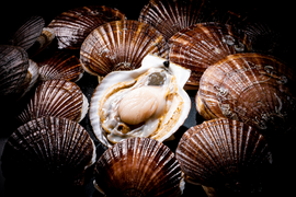 《数量限定20件!!》山六水産の２年貝【5kg】ヘラ付