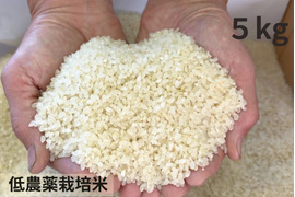 【令和７年産】低農薬栽培米　コシヒカリ　白米　５kg
