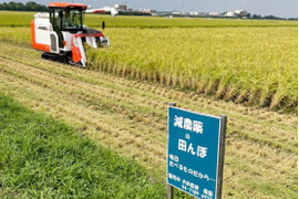 【新米】です!千葉コシヒカリ精米10kg