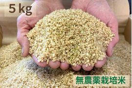 【令和７年産】農薬不使用　コシヒカリ　玄米　５kg