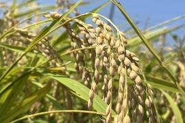 伊賀コシヒカリ 令和7年産 白米1.5kg ～忍者の里が育んだ至高の一粒～