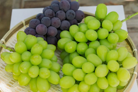 お盆シーズンにお届け可能　シャインマスカット入り　『岡山県産ぶどう』　おまかせ3種食べ比べセット　1.5キロ以上