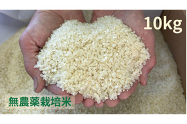【令和７年産】栽培期間中農薬不使用　コシヒカリ　白米　10kg