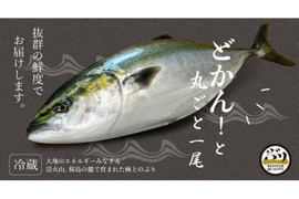 【鹿児島産ぶり】4.2kg以上 冷蔵・ぶり丸ごと1尾（内臓処理なし）