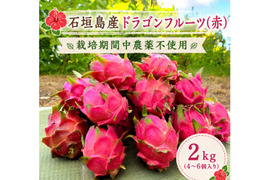 石垣島産☆『ドラゴンフルーツ(赤)』栽培期間中農薬不使用 2kg