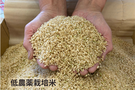 【令和７年産】低農薬栽培米　コシヒカリ　玄米　3kg