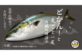 【鹿児島産ぶり】3.5kg以上 冷蔵・ぶり丸ごと1尾（内臓処理済み）
