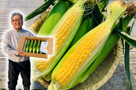 【6/20~お届け】10本｜朝採れ当日冷蔵発送・数量限定｜朝採れスイートコーン（恵味スター・ゴールドラッシュ）｜鳥取・大山くろぼく土育ち｜
