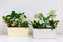 【夏ギフト】幸せを運ぶ観葉植物のおまかせ寄せ植え（４～５品種）