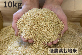 【令和７年産】低農薬栽培米　コシヒカリ　玄米　10kg