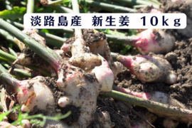 業務用【淡路島が育んだ体と心のスパイス！】愛情込めた自社農園の新生姜 10kg