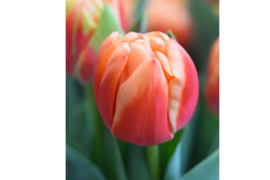 【予約】　ベットオブローゼス　10本　チューリップ　黄色-オレンジ　八重　収穫後順発送　※北海道・沖縄県配送不可※