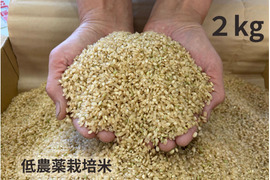 【令和７年産】低農薬栽培米　コシヒカリ　玄米　3kg