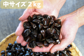 【一番人気】十三湖産「大和しじみ」中サイズ2kg