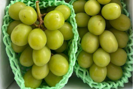 シャインマスカット家庭用 シャインマスカット 家庭用の通販｜食べチョク｜産地直送(産直