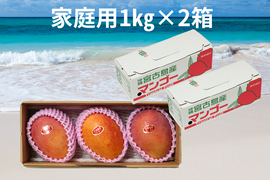【家庭用2箱買い】宮古島産完熟マンゴー1㎏(2～3玉)×2箱