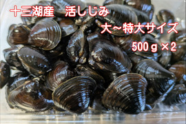 シジミの通販｜貝類｜食べチョク｜産地直送(産直)お取り寄せ通販