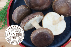 【期間限定】ジューシーで風味豊かな原木しいたけ『生』500g