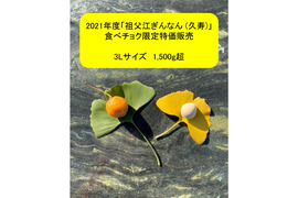 ★モチモチ銀杏!!新春増量セール!特価販売「祖父江ぎんなん」久寿 3Lサイズ 1,500g超
