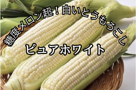 【6月中旬発送】白いとうもろこしピュアホワイト 2Lサイズ10本入