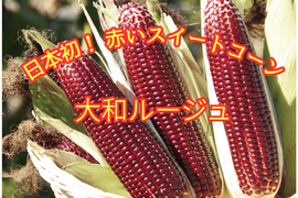 【6月中旬発送】赤いとうもろこし大和ルージュ 2Lサイズ10本入