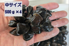『とれたて新鮮』十三湖産大和しじみ（砂抜き済み）　中サイズ500ｇ×4Ｐ