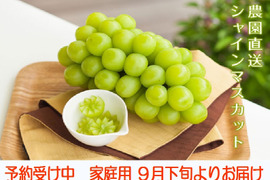 シャインマスカット 家庭用　３－４房入り
