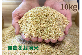 【令和７年産】栽培期間中農薬不使用　コシヒカリ　玄米　10kg