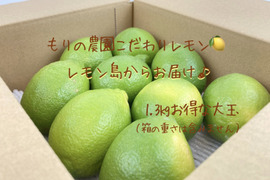 【生産量第1位】もぎたてグリーンレモン1.3kgお得な大玉👑◉ワックス防腐剤不使用