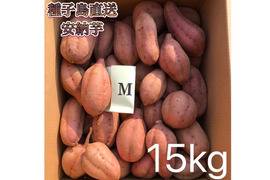 【絶品】大人気！安納芋 Mサイズ 15kg(箱別)