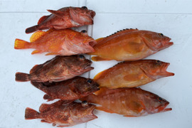 明日朝まで限定！捕れたて！カサゴ・アカハタ　約2.5kg 長崎県対馬市(内臓・鱗処理済)
