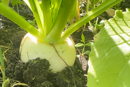 旬の野菜を堪能できる。朝採れ自然栽培野菜とハーブのセット　５～７種類　約１～２kg