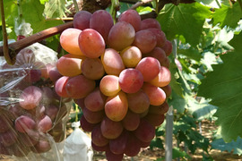 樹上完熟！岡山県備前市産びぜん葡萄【紫苑】　約1kg（2房目安）