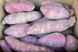 《3ヶ月熟成》ねっとり甘〜い紅はるか2L以上／10kg