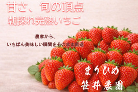 朝採れ、完熟収穫いちご　まりひめ　1～2月発送　250g × 2p