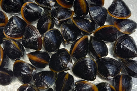 旬の土用シジミ(M5kg)砂抜済　宍道湖産