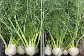 【フィノッキオ】６個セット(4-5kg)農薬・化学肥料不使用