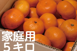 【寒い冬にどうぞ】今が一番おいしい中生みかん（家庭用）5kg｜勝浦町産
