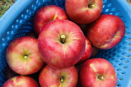 甘い夏りんごですよー！サンつがる 3キロ箱 6玉〜15玉サイズ商品ID44867 長野県 信州 安曇野 リンゴ 幻 幻のリンゴ 予約 希少 旬