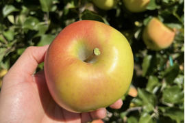 【このりんごを嫌いな人はいますか？？】名月 3キロ箱 6玉〜15玉サイズ 商品ID44435 ぐんま名月 甘い 信州 リンゴ 幻 幻のリンゴ 予約 希少