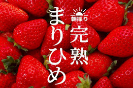 朝採れ、完熟収穫いちご　まりひめ　1～2月発送　250g × 2p