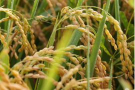 【新米はえぬき 玄米20kg】【令和5年9月下旬より収穫】山形置賜飯豊　特Aランク23回