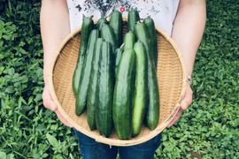 カリッ『やみつききゅうり』4 kg！いっぱい！【夏限定販売】農薬不使用！自然の野菜