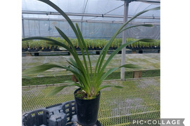 【花芽付きシンビジウム】ハチさんを誘引する蘭〝フォアゴットンフルーツ〟