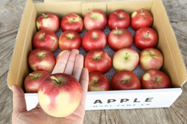 りんご飴や丸かじりに🍎超希少品種「安祈世」極小玉2kg　農薬50%減・化学肥料不使用で皮ごと安心✨ 小玉りんご