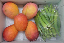 【沖縄県産】有機JASオーガニックマンゴー1.5kg＆有機JASオーガニック丸オクラ500g（サイズバラバラ）セット