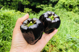 3kg【栄養満点】黒ピーマン✨黒光✨味も色も大好き！青臭さが無くてビックリ！